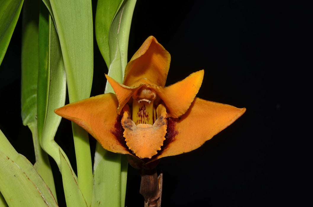 Maxillaria anacatalinaportillae