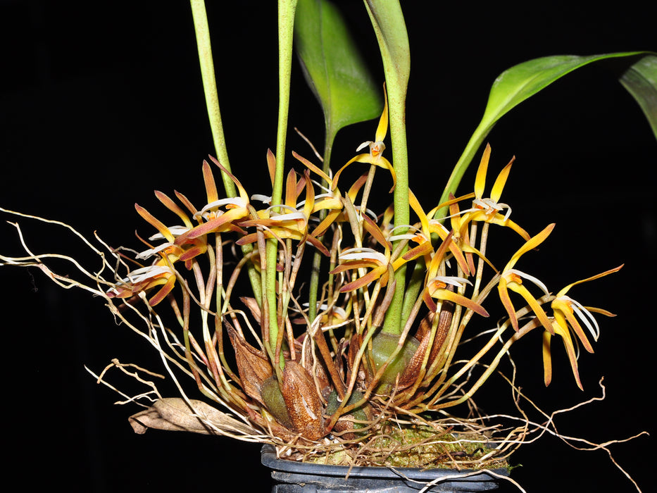 Maxillaria hennisiana