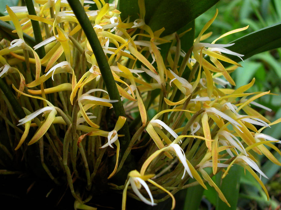 Maxillaria hennisiana