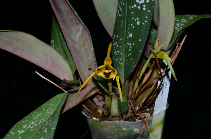 Maxillaria reichenheimiana