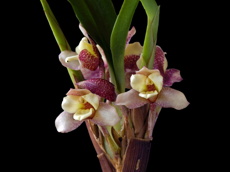 Maxillaria funicaulis