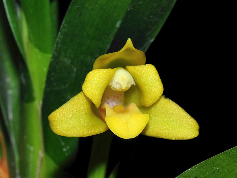 Maxillaria longibracteata