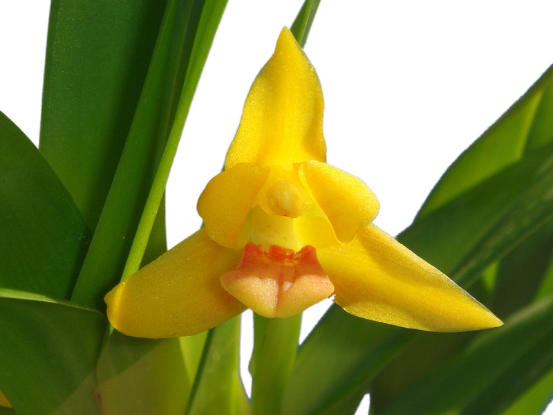 Maxillaria longibracteata