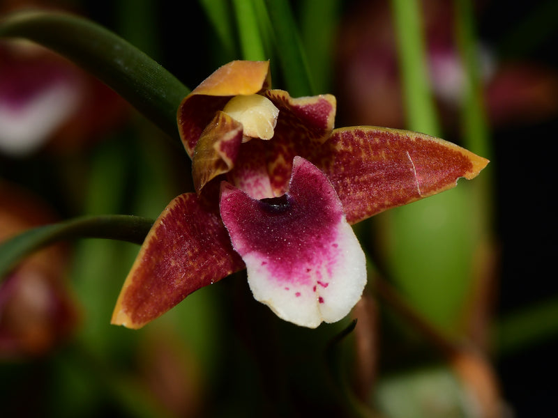 Maxillaria sanguinea