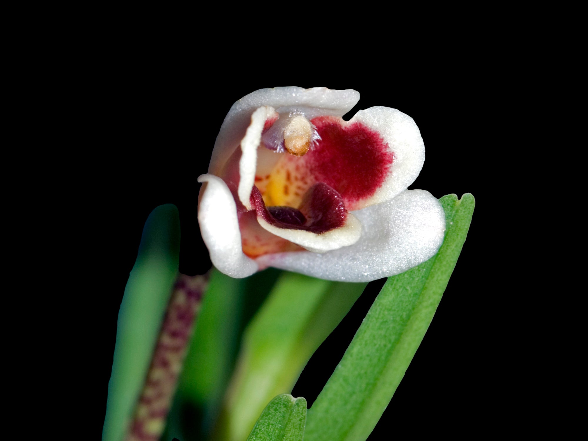 Maxillaria spilotantha