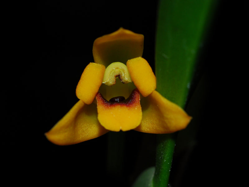 Maxillariella variabilis