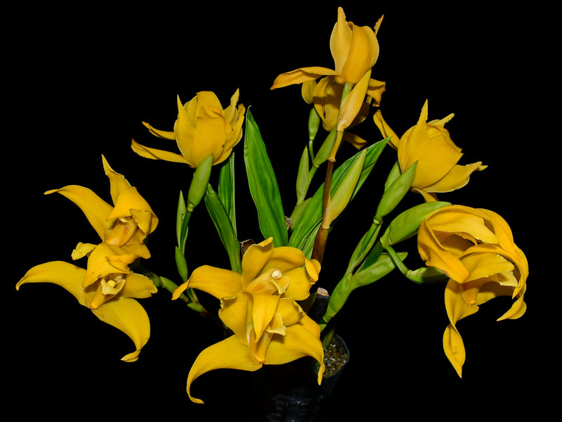 Maxiluloa Denise Barrow