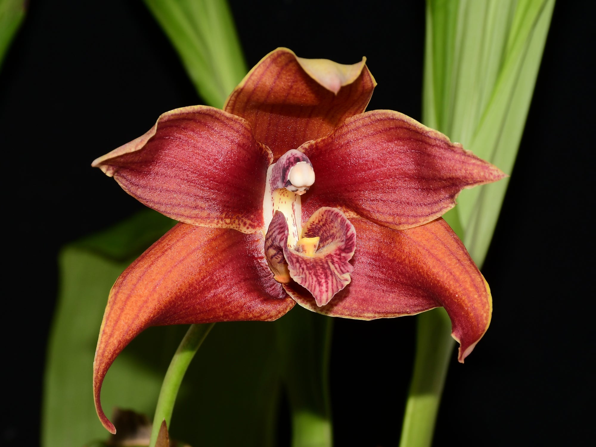 Maxiluloa Ecuagenera