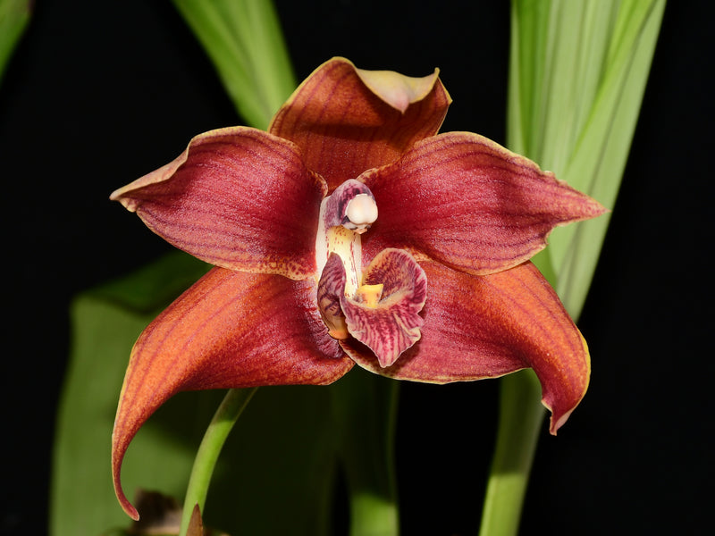 Maxiluloa Ecuagenera