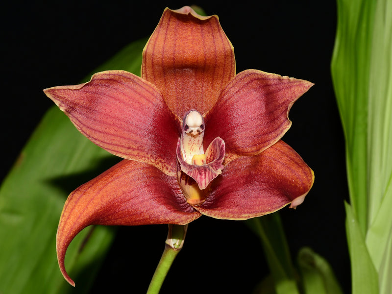 Maxiluloa Ecuagenera