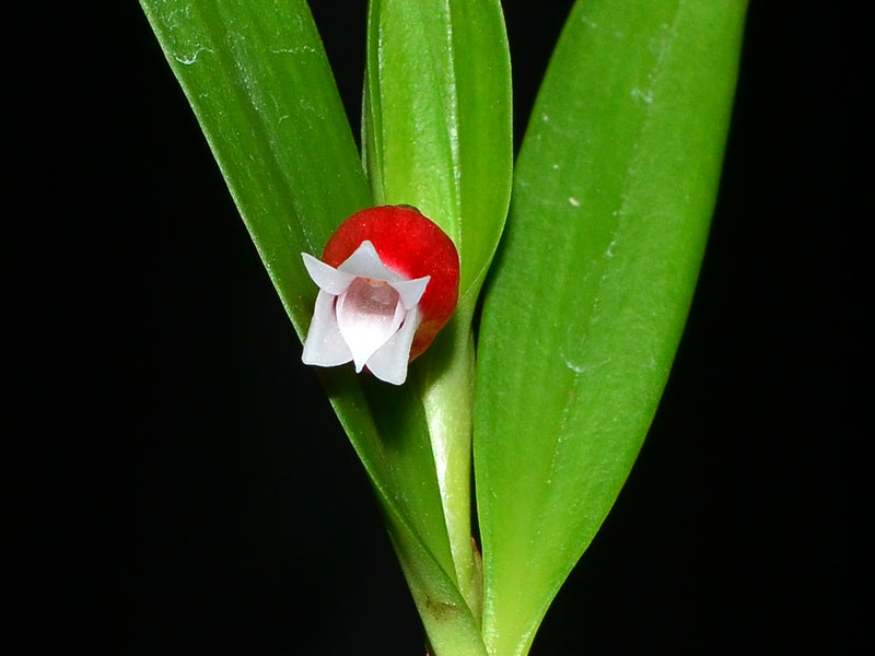 Mediocalcar versteegii