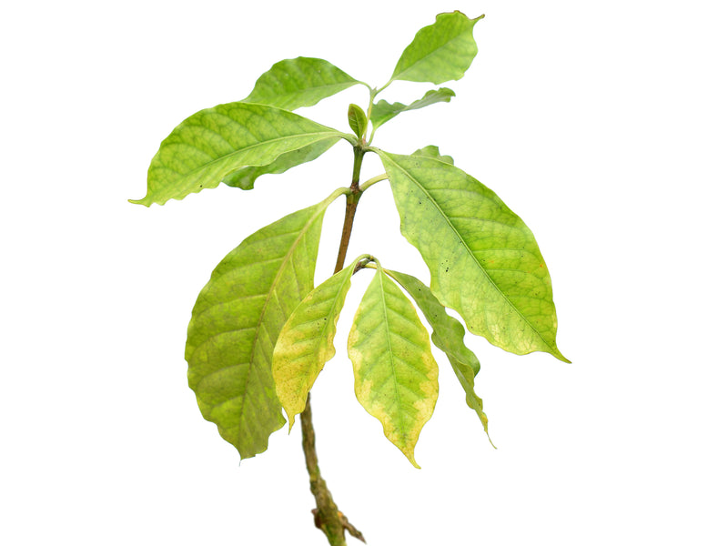 Meriania nobilis