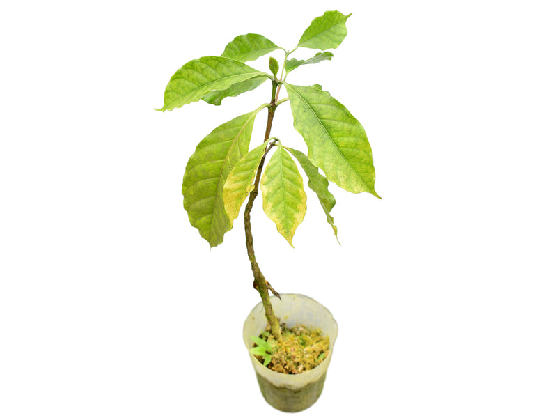 Meriania nobilis