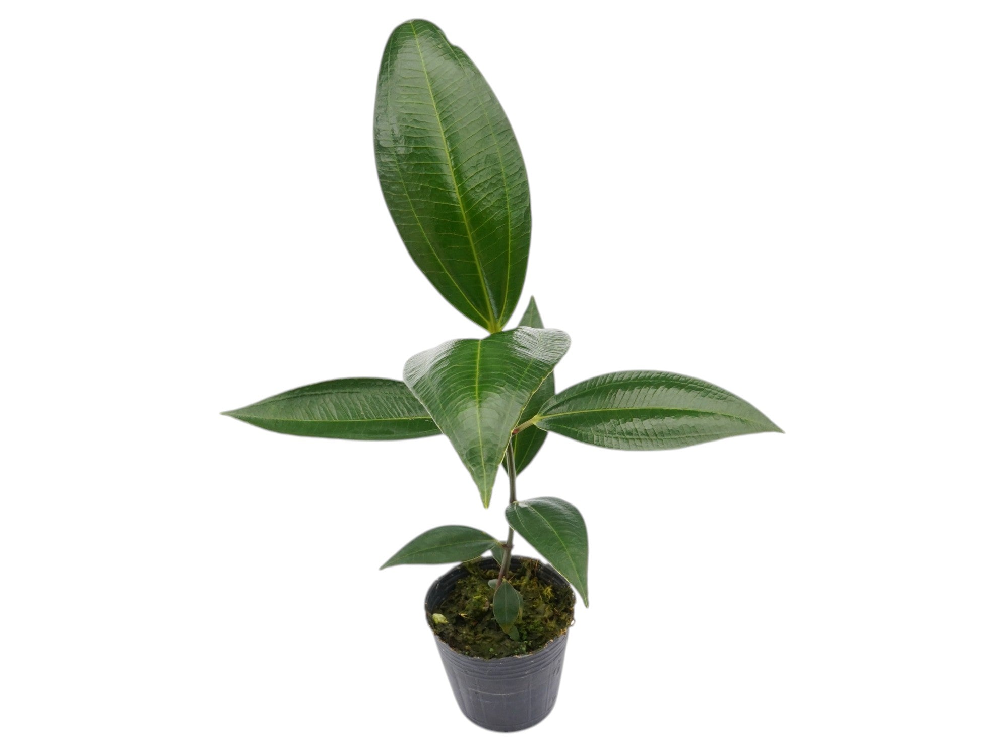 Meriania pastazana