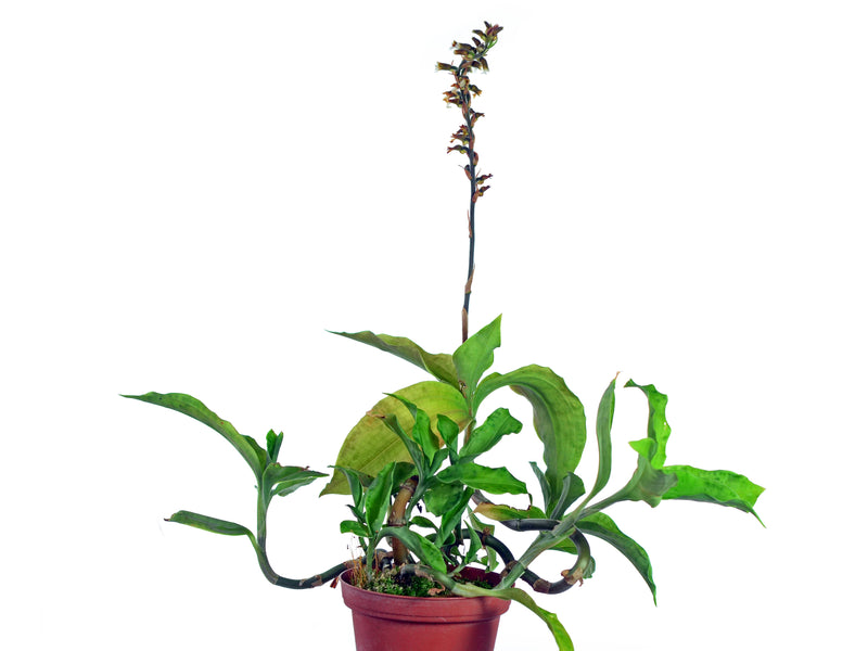 Microchilus erythrodoides