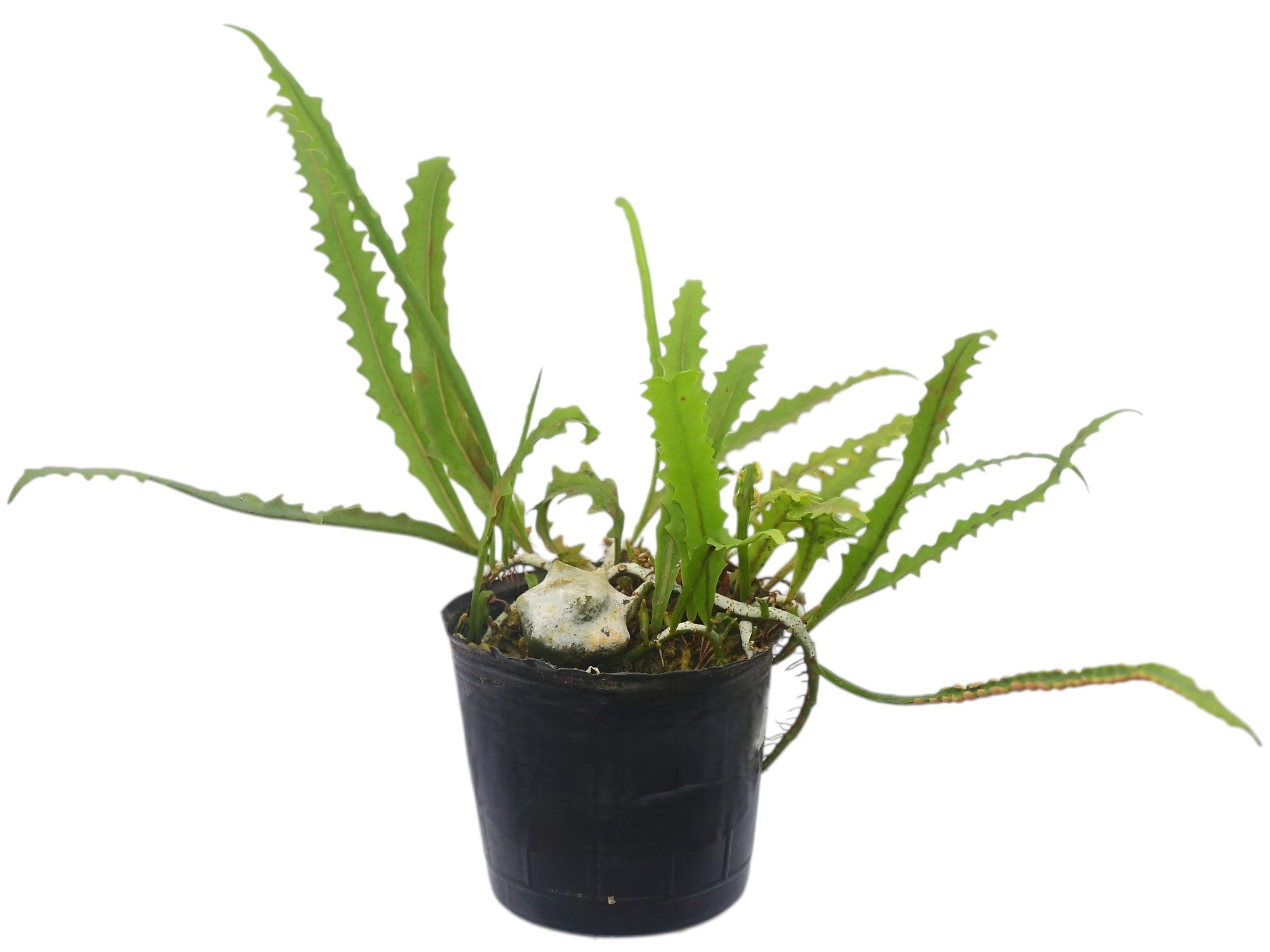 Microgramma bifrons