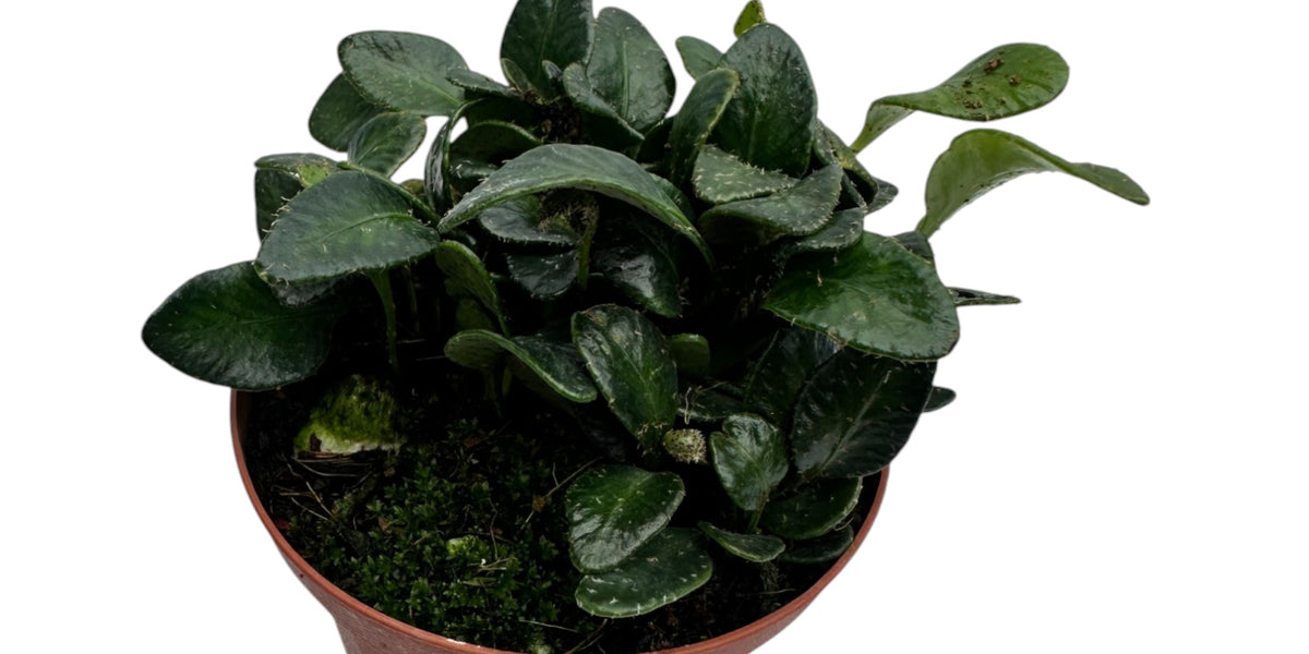 Microgramma nana cf — Ecuagenera Orquídeas del Ecuador