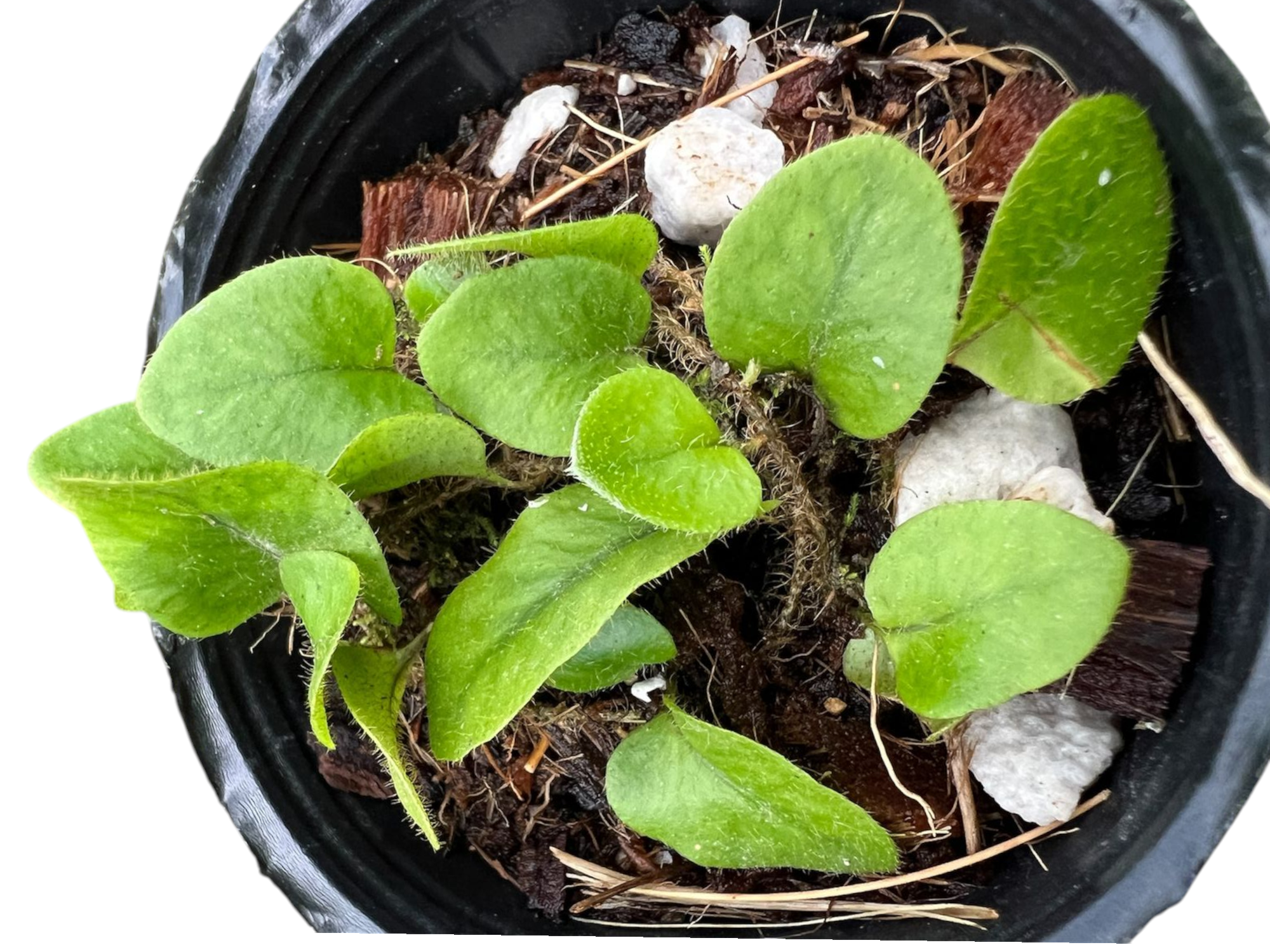 Microgramma tecta Ecuador(その他)｜売買されたオークション情報