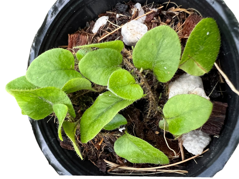 Microgramma tecta — Ecuagenera Orquídeas del Ecuador Microgramma tecta — Ecuagenera Orquídeas del Ecuador