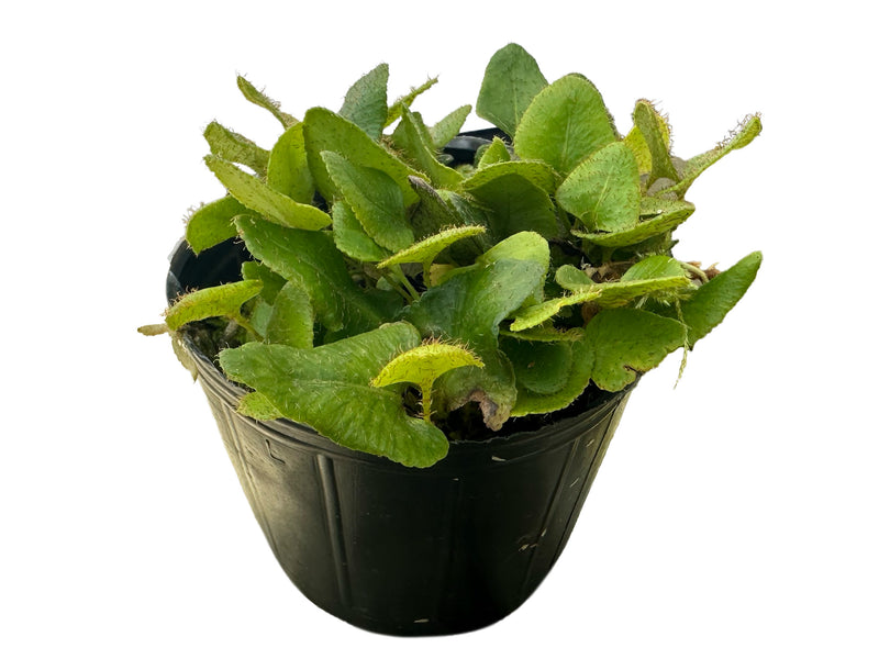 Microgramma vacciniifolia cf