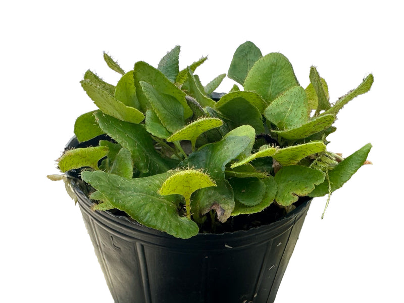 Microgramma vacciniifolia cf