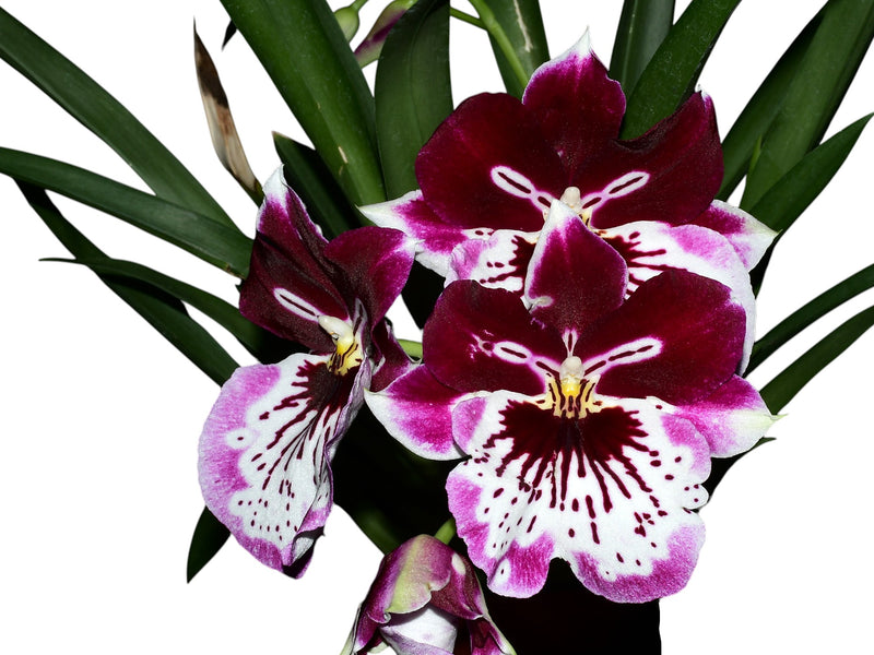 Miltoniopsis Pearl Ono