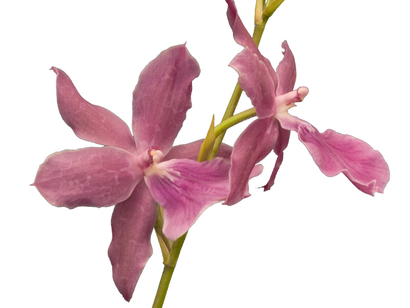 Miltonia Honolulu 'Wames Best'