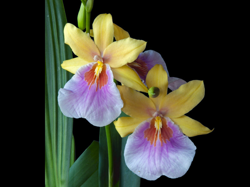 Milmiltonia Sunset
