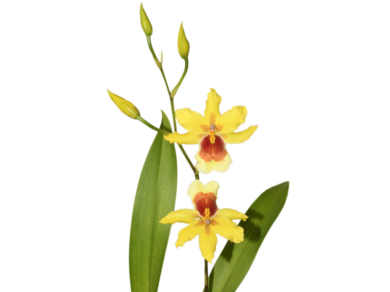 Miltonia Sunset x Cyrtochilum Anita De Cordero