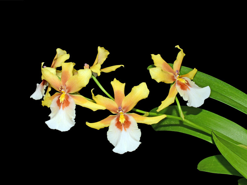 Miltonia Sunset x Cyrtochilum Anita De Cordero