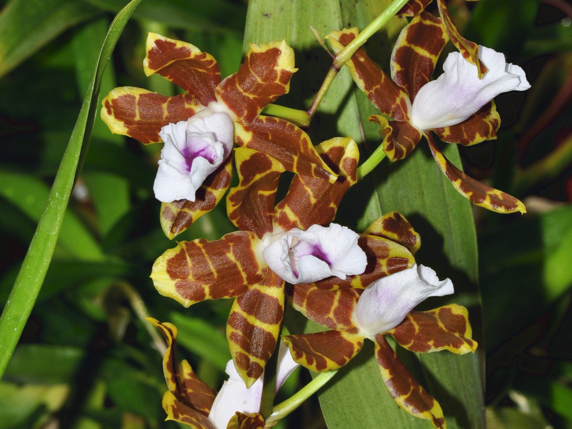 Miltonia candida