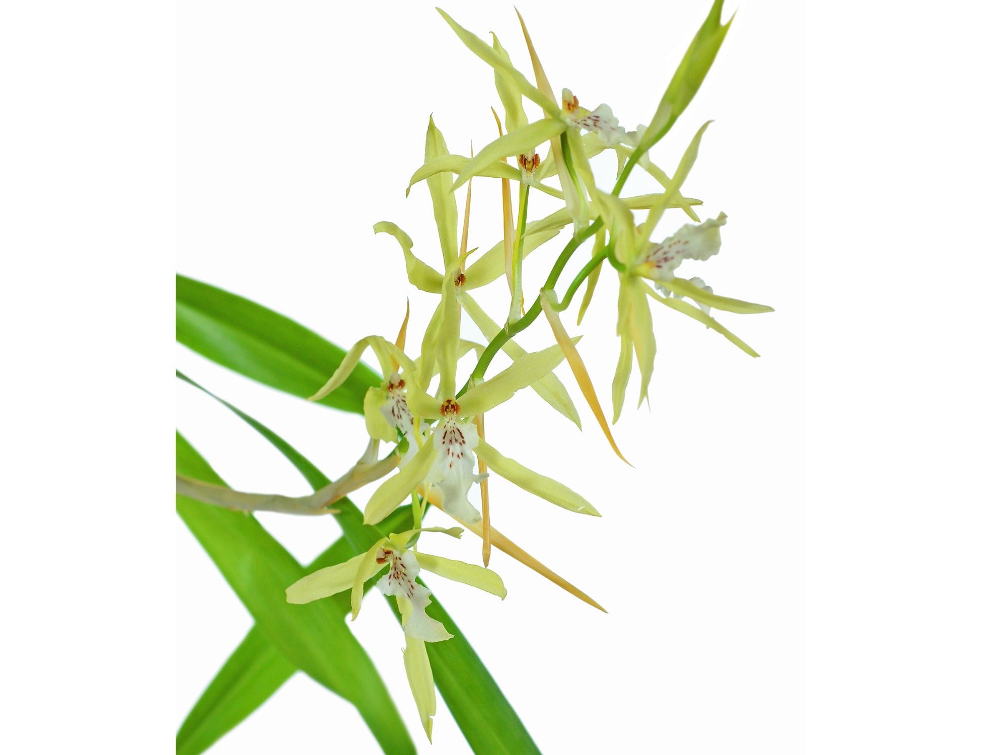 Miltonia flavescens