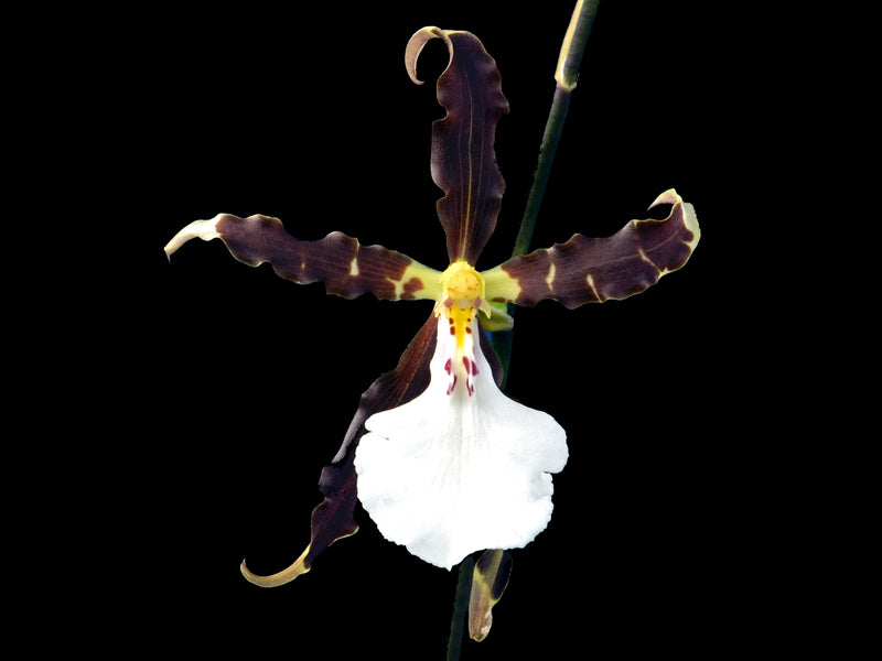 Miltonia speciosa
