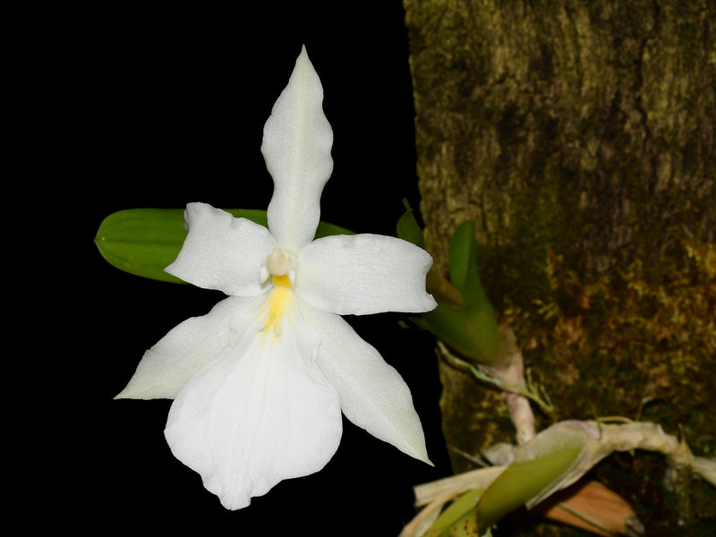 Miltonia spectabilis f. alba