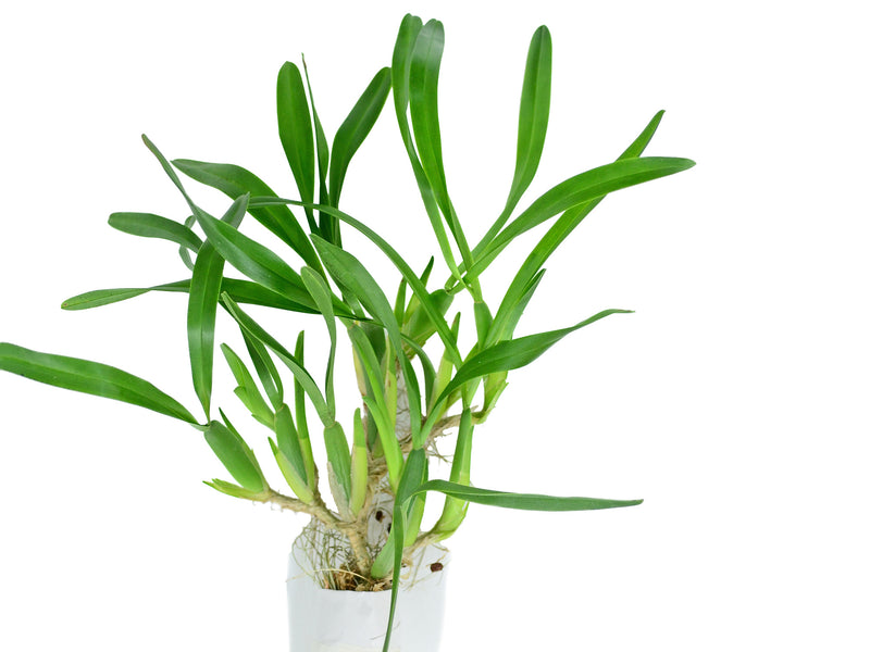 Miltonia spectabilis