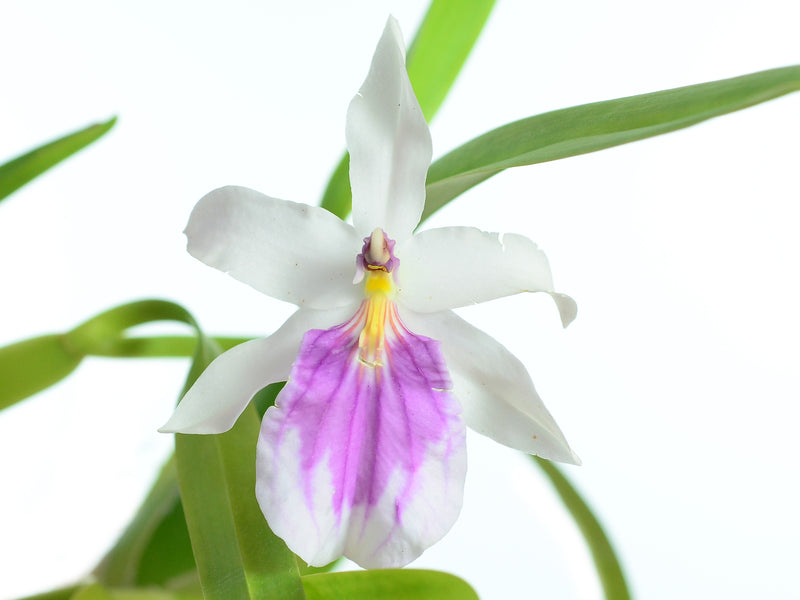 Miltonia spectabilis f. semialba