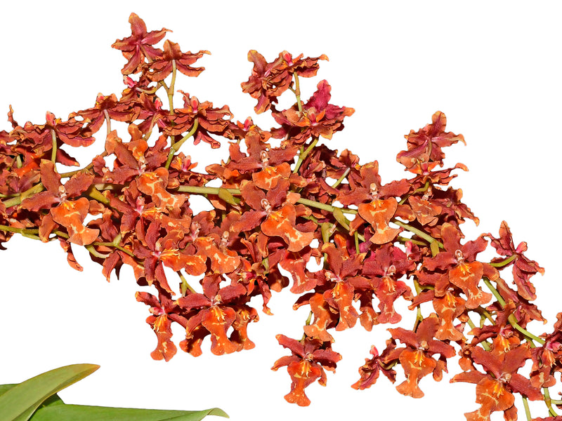 Miltonidium Guann Shin Rouge 'Ruby'