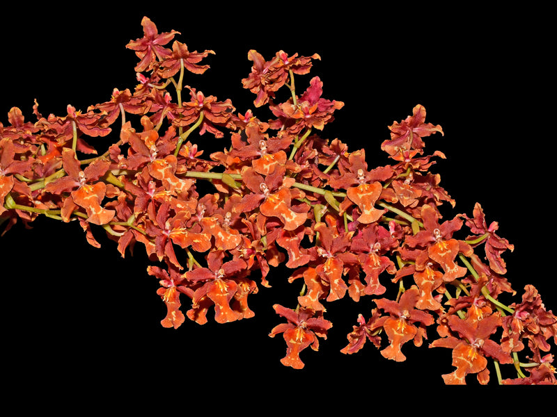 Miltonidium Guann Shin Rouge 'Ruby'