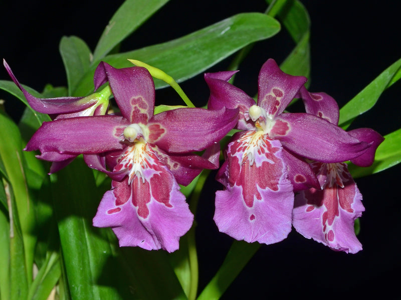 Miltonidium Nikole Portilla