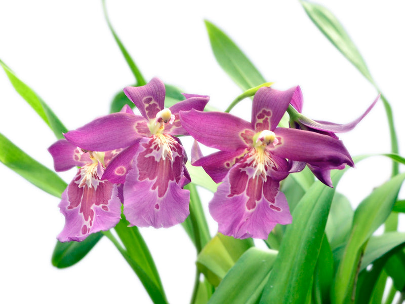 Miltonidium Nikole Portilla