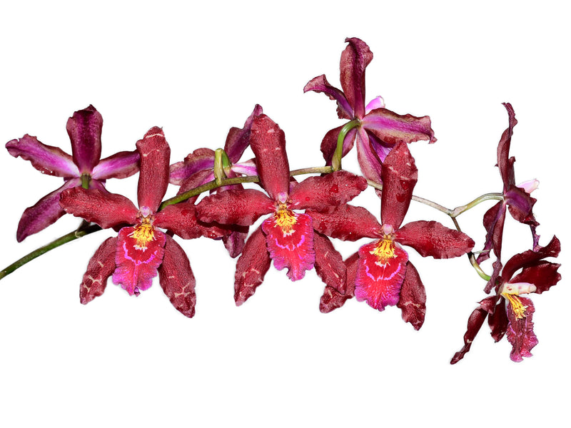 Miltonidium Pauline de Portilla