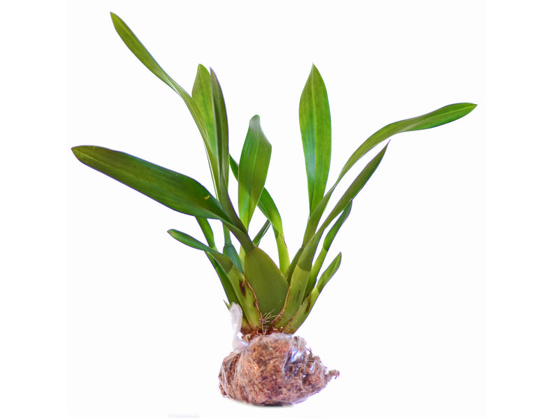 Miltonidium Uzhupud Garden