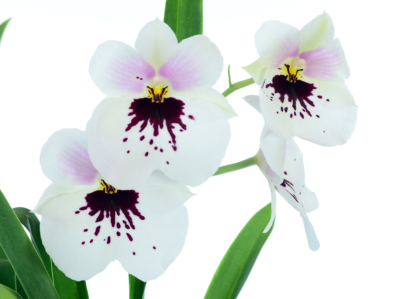 Miltoniopsis Angel Tears