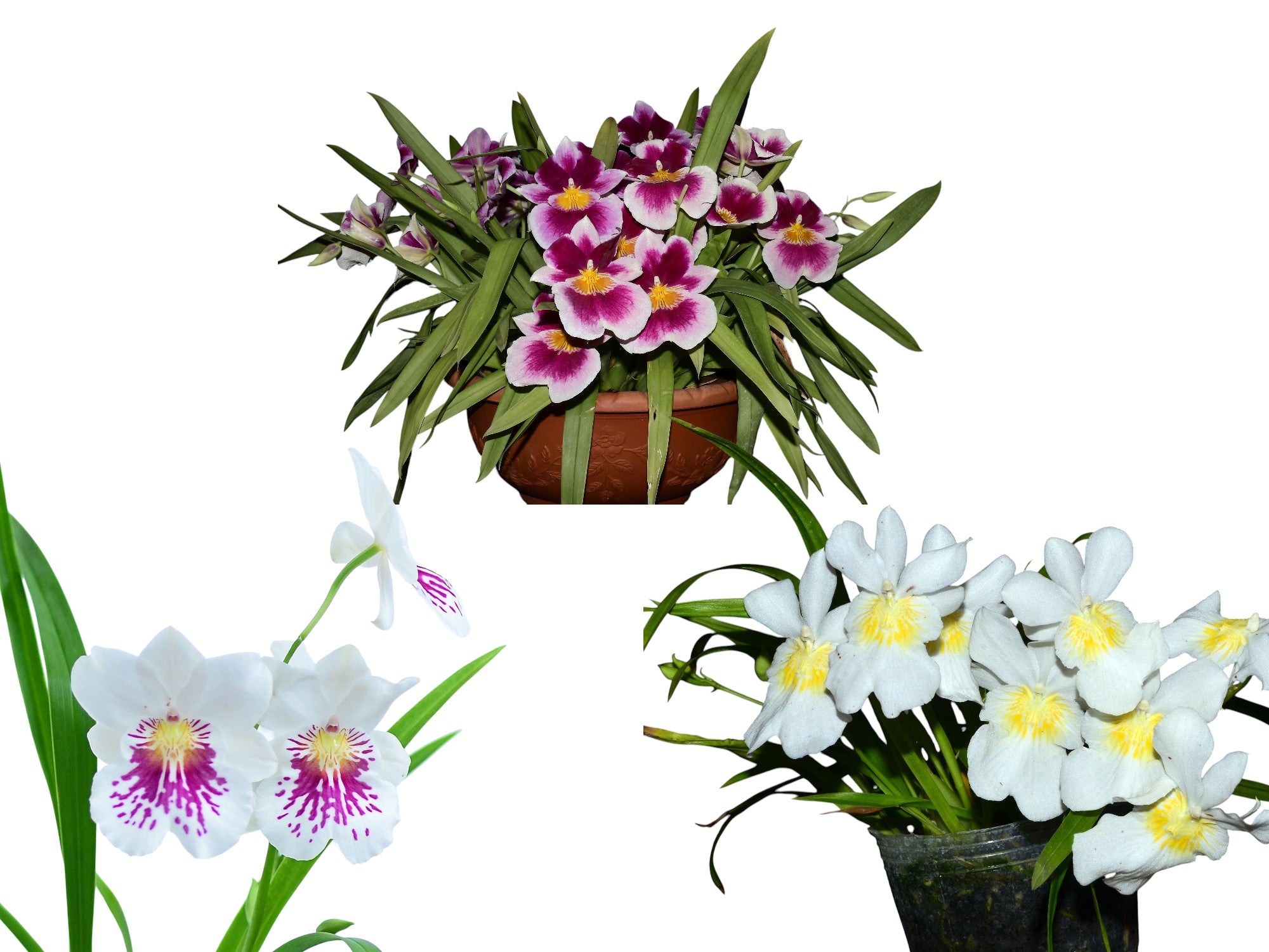 Miltoniopsis Bundle