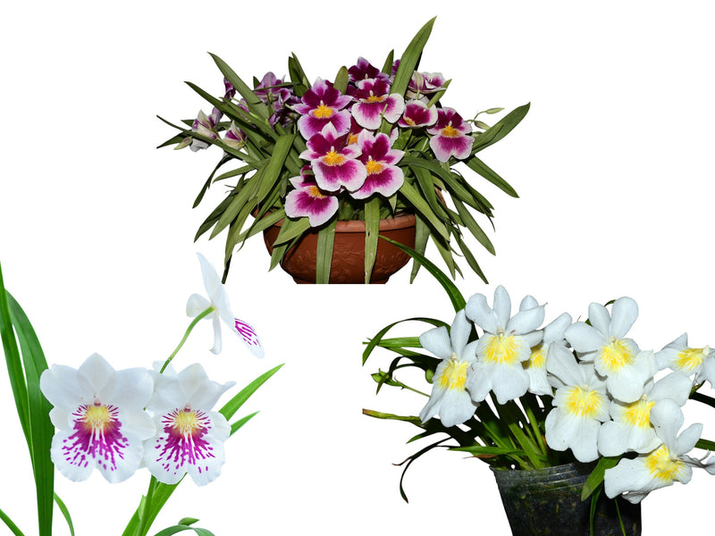 Miltoniopsis Bundle