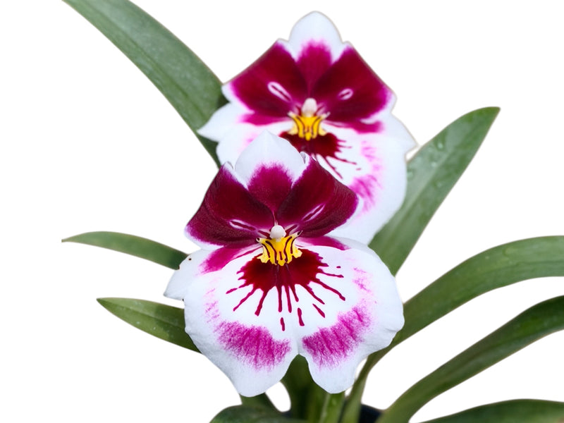 Miltoniopsis Diners 'Ecuagenera'