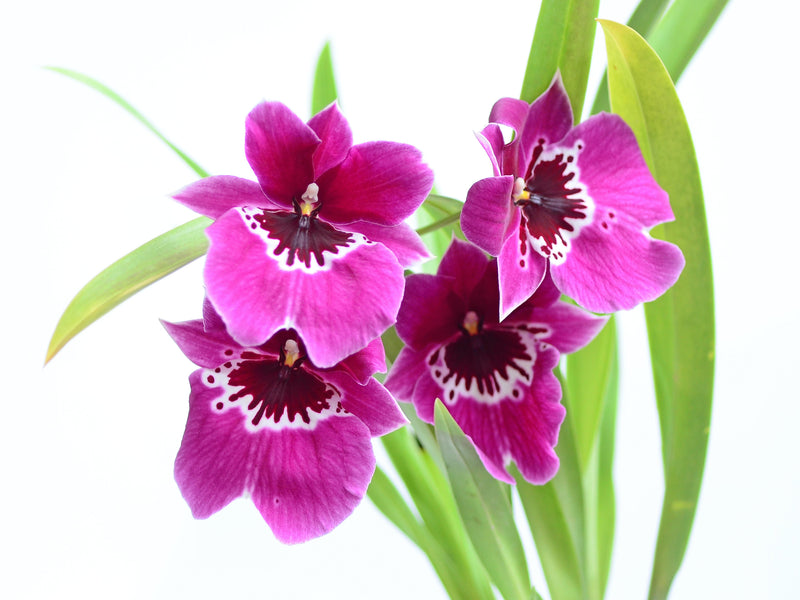 Miltoniopsis Evelyn Crumpley