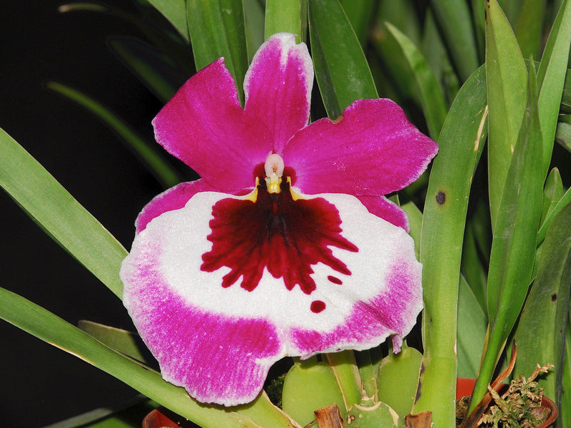 Miltonidium Ingrid Suarez