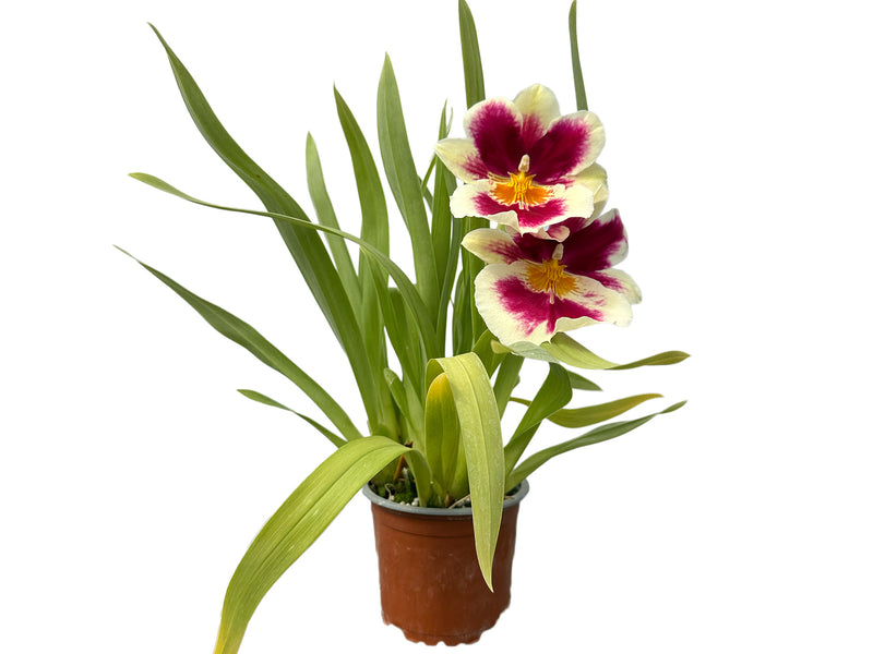 Miltoniopsis Limelight