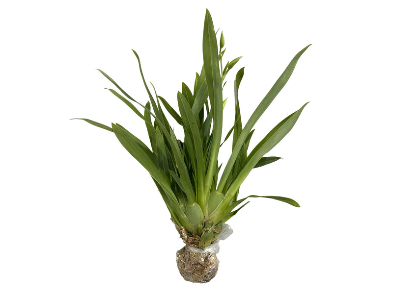 Miltoniopsis Limelight 'Imogene Smith'